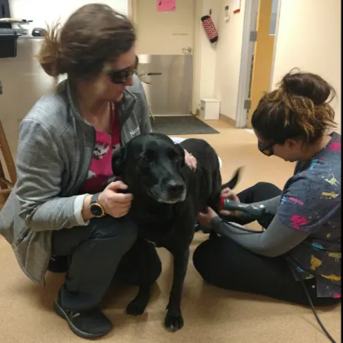 Two Staff Members Diagnosing a Black Labrador